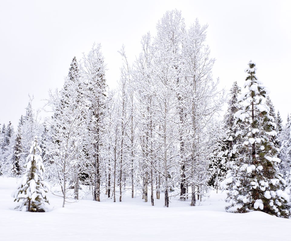 bigstock-Winter-Trees-61074197sm.jpg