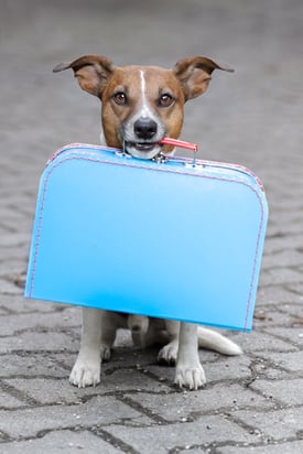 travel-with-pets-dog-suitcase