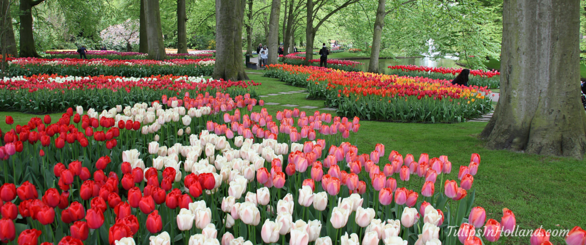 frequently-asked-questions-about-keukenhof