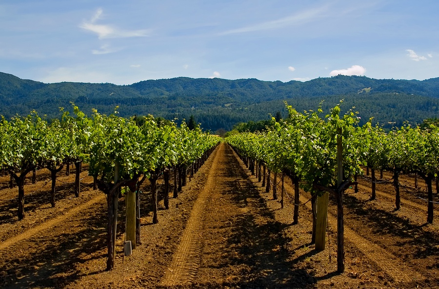 bigstock-Napa-Valley-vineyard-in-Califo-18701630
